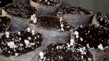 India News | Kashmiri Girls Begin Mushroom Cultivation in J-K's Pulwama Under National Rural Livelihood Mission