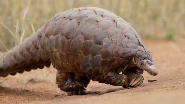 Odisha: Police Seizes One Live Pangolin in Kandhamal, Two Arrested