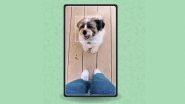 Google Introduces &lsquo;Pet Portraits&rsquo; Feature That Allows To Search Art Look-Alikes for Your Pet