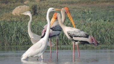 Jammu and Kashmir: Over 4 Lakh Migratory Birds of Different Species Arrive In Kashmir Valley