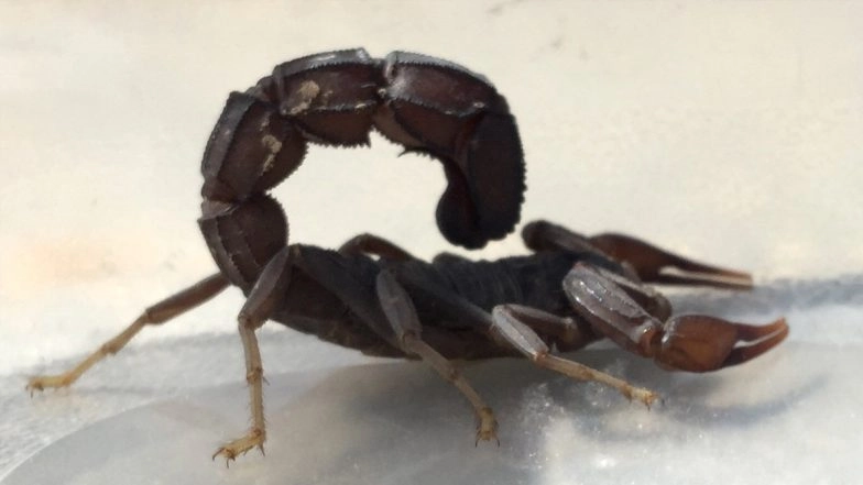 Egypt: Scorpion Stings Kill 3, Injure Around 500 People In Aswan After Heavy Storms Hits The City
