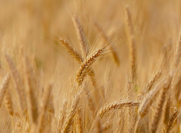 Science News | Research Reveals Cultivation of Plants with Genes from One Parent