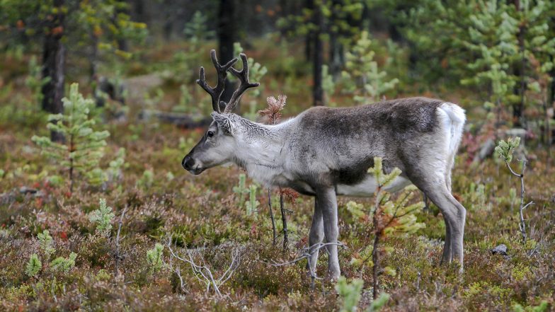 Man Arrested for Illegal Possession of Antlers in Gujarat