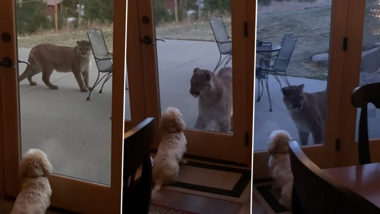 Brave Little Pup Eyeing Up The Huge Mountain Lion in Colorado (WATCH VIDEO)