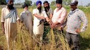 India News | Punjab: Channi Announces Rs 17,000 Per Acre Compensation for Basmati Farmers in Wake of Losses Due to Hailstorms