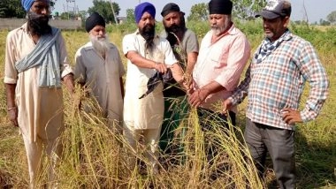 India News | Punjab: Channi Announces Rs 17,000 Per Acre Compensation for Basmati Farmers in Wake of Losses Due to Hailstorms