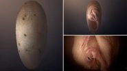 'Baby Yingliang' Dinosaur Embryo Perfectly Preserved Inside A 72-Million-Old Fossil Egg in Southern China (WATCH VIDEO)