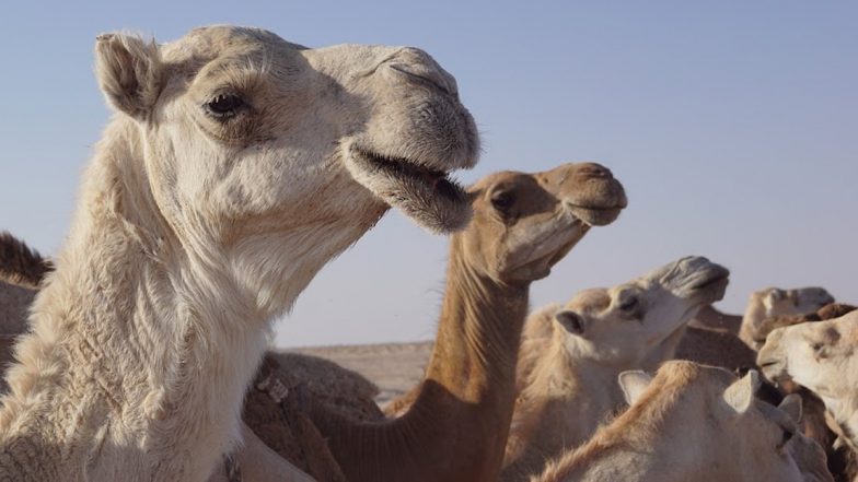 43 Camels Using Botox Disqualified From Saudi Arabia's Beauty Pageant, 'Tampering' by the Breeders Disallowed!