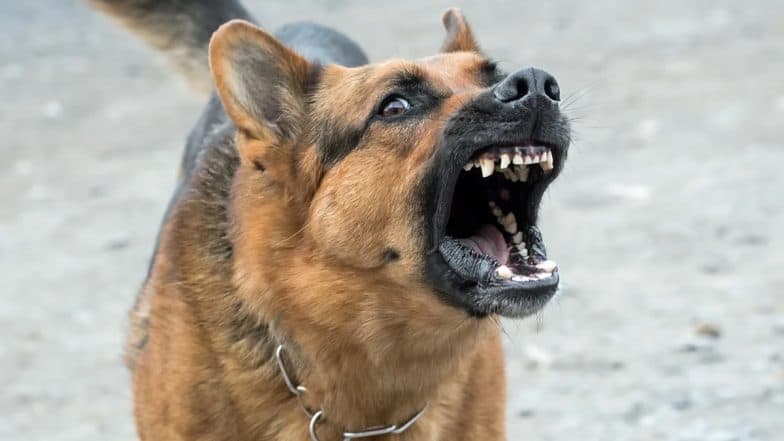 Dog Attack in Lucknow: Dog Bites Youth’s Private Parts in Krishna Nagar, FIR Registered Against Owner