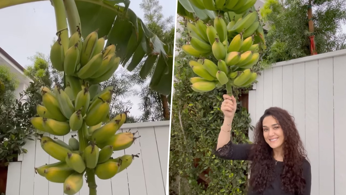 Preity Zinta Ki Xxx Photo - Preity Zinta Shows Her 'Ghar Ki Kheti' To Fans, Gives Glimpse Of The  Organic Banana She Had Planted In 2019 (Watch Video) | LatestLY