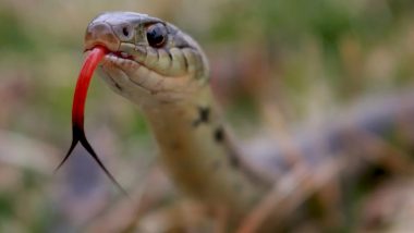 Australian Biologists Show How Humans Have Evolved To Survive Venomous Snakes