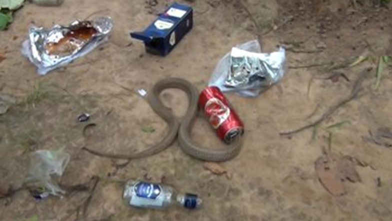 Cobra’s Head Gets Stuck in Beer Can in Odisha, Viral Video Shows Wildlife Experts Rescuing the Snake!