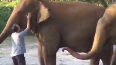 Herd of Elephants Meet Caretaker After 14 Months of Separation! Video of Their Successful Reunion Goes Viral on Social Media