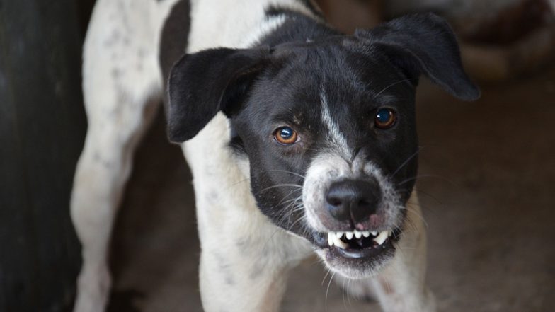 Noida Horror: Stray Dog Mauls Child to Death, Tears Out Intestines of Infant in Lotus Boulevard Society (Video)