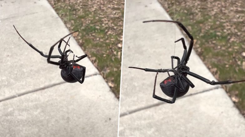 Giant Black Widow Spider Swings From its Web, Viral Video Will Make You Shiver!