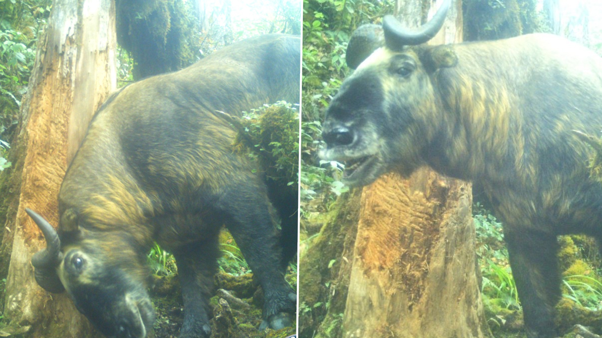 Rare Bhutanese 'Takin' Spotted in Arunachal Pradesh Forests (See Pics) | 👍  LatestLY