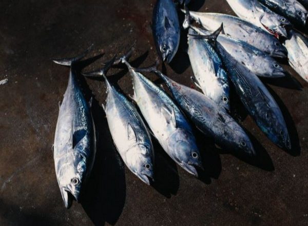 Melting Glaciers Will Produce New Salmon Habitat, Says Study