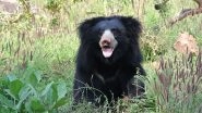 Gujarat: Tribal Woman Killed By Sloth Bear in Saagtala Range