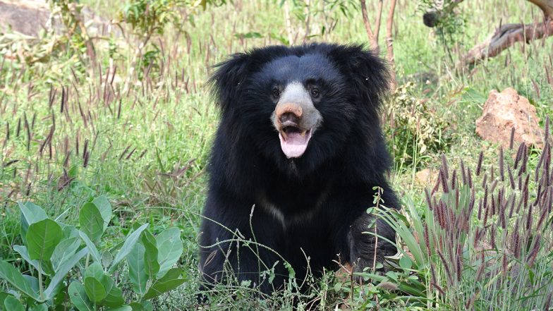 Gujarat: Tribal Woman Killed By Sloth Bear in Saagtala Range