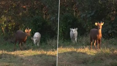 Too Cute! Rare White Hog Deer Caught on Camera At Kohora Region of Kaziranga National Park (WATCH VIDEO)