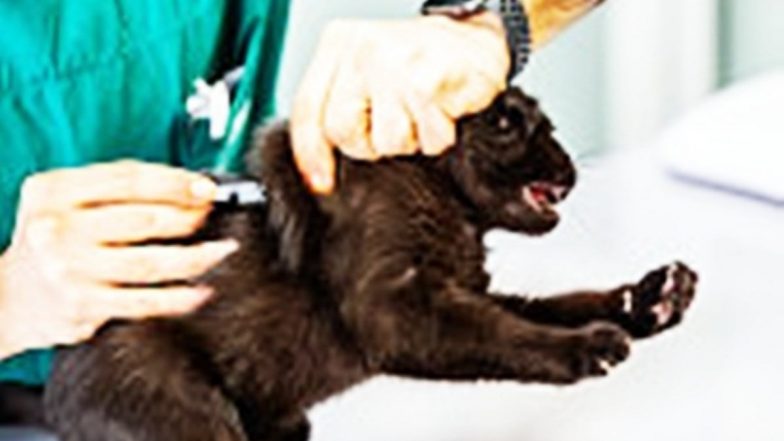 Phoenix Zoo in Arizona Vaccinates 75 Animals Against COVID-19: Media Reports