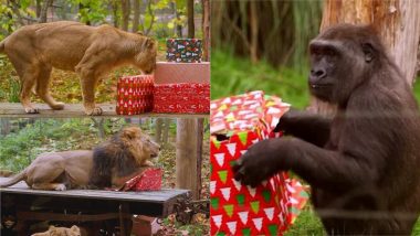 Too Cute! Lions, Gorillas and Other Animals at the London Zoo Open Their Festive Gifts in This Heart-Melting Video