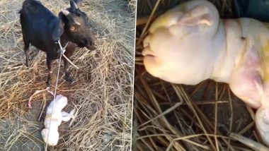 Goat Gives Birth to Rare Hairless Baby With 'Human-Like' Face in Assam (See Pics)