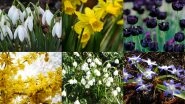 Best Winter Flowers: From Daffodils to Glory of the Snow, 6 Beautiful Flowers To Grow in Your Garden!