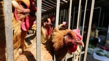 World News | Japan to Cull 7,000 Chickens After New Bird Flu Outbreak Confirmed in Aomori