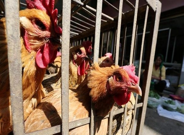 World News | Japan to Cull 7,000 Chickens After New Bird Flu Outbreak Confirmed in Aomori