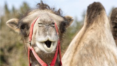 No Botox for Camels? Over 40 Disqualified from Saudi Arabia's Beauty Contest