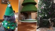 Cat and Christmas Tree! Netizens Share Cute Pics And Videos to Show Adorable Love-Hate Relationship Between Cats and Xmas Trees!