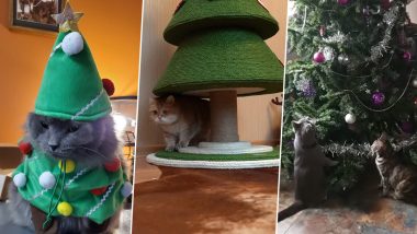 Cat and Christmas Tree! Netizens Share Cute Pics And Videos to Show Adorable Love-Hate Relationship Between Cats and Xmas Trees!
