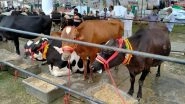 Madhya Pradesh: Angered by Stray Cattle, Locals in Bhind Drive 700 to 800 Cows into Civic Body's Compound
