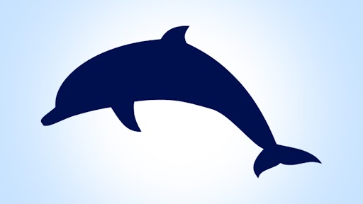 Dolphin Dies in Goa After Struggling on Shore, Carcass Found At Baina Beach