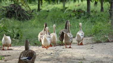 Bird Flu in Kerala: Ducks in Alappuzha Test Positive for H5N1 Influenza Virus, Teams Sent to Cull the Birds
