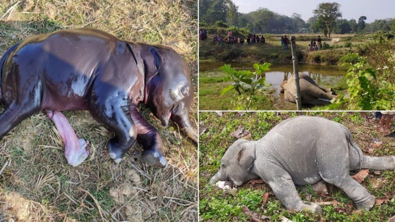 Tamil Nadu: Female Elephant, Newborn Calf Found Dead in Tea Estate Near Valparai; Autopsy Says Complication During Delivery Cause of Deaths