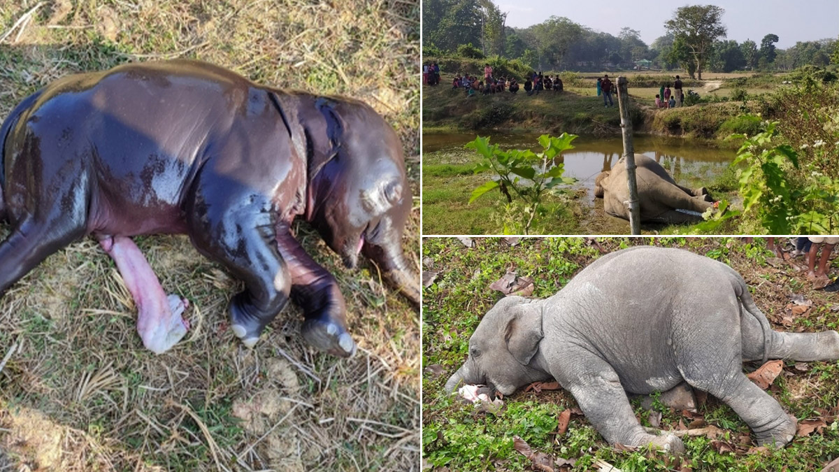 Tamil Nadu: Female Elephant, Newborn Calf Found Dead in Tea Estate Near  Valparai; Autopsy Says Complication During Delivery Cause of Deaths | 📰  LatestLY