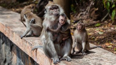 Monkeys Kill Over 250 Dogs For ‘Revenge’ After Dogs Kill One of their Infants