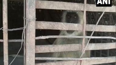Maharashtra: 2 Monkeys Involved in Killing of Over 250 Dogs Captured in Beed