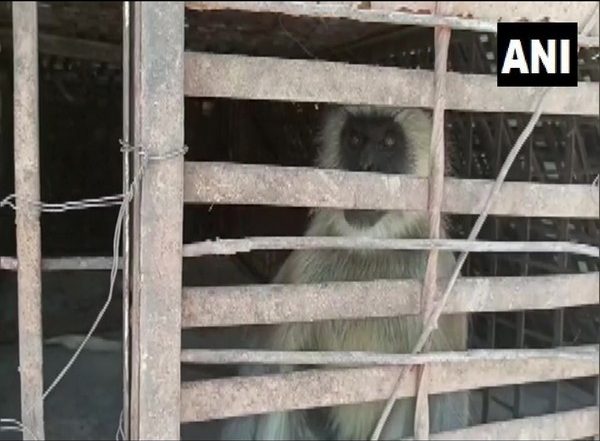 Maharashtra: 2 Monkeys Involved in Killing of Over 250 Dogs Captured in Beed