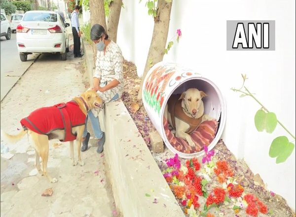 India News | Initiative by Group of People in Indore to Provide Food, Warm Clothing, Shelter to Street Dogs