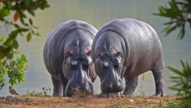 Two Hippopotamuses at Antwerp Zoo in Belgium Contract COVID-19, Taken Into Quarantine
