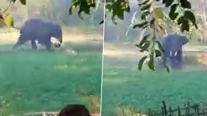 30-Year-Old Man Attacked By Wild Elephant in Dhubri District of Assam, Viral Video Will Leave You SHOCKED!