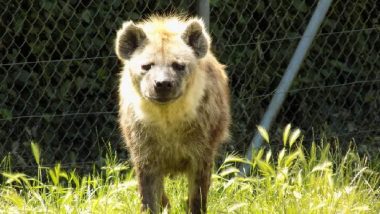 Delhi: Rare Striped Hyena Spotted in Asola Bhatti Wildlife Sanctuary After 2015, Say Officials