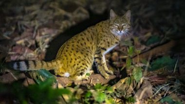 Indian Desert Cat Found in Forests of Panna Tiger Reserve in Madhya Pradesh (View Pic)