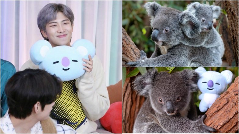 Remember 'Koya The Koala' Named in Honour of BTS' RM aka Namjoon? It's ...