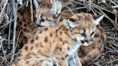 Mountain Lion Kittens Found Under Picnic Table in California