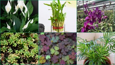 Lucky Plants for New Year 2022: Peace Lily, Orchids and Lucky Bamboo - 6 Indoor Plants To Bring You Good Luck in The Coming Year