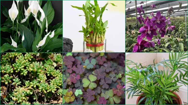 Lucky Plants for New Year 2022: Peace Lily, Orchids and Lucky Bamboo ...